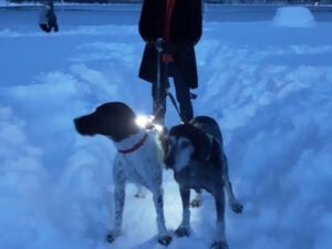 Image of Bobi in the snow with his new sibling, an older GSP