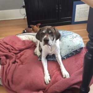 Sauer on pillows and blankets