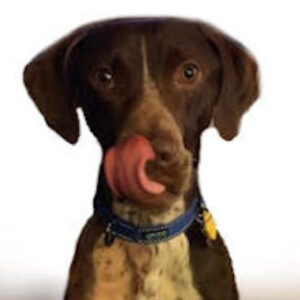 Dillon with cute expression of tongue licking his nose - close-up