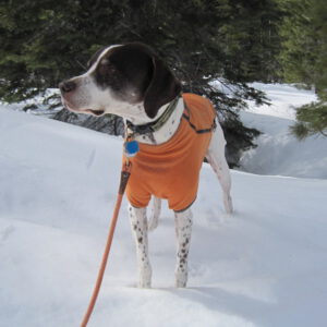 Finnigan in the snow with fleece jacket
