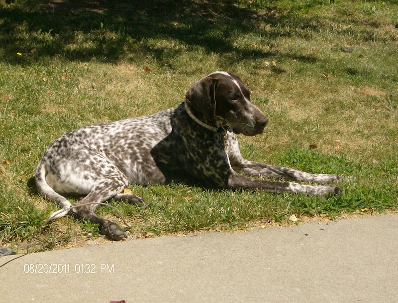 Dean's in memoriam photo - a senior liver and white ticked male GSP, blind, after adoption in 2011