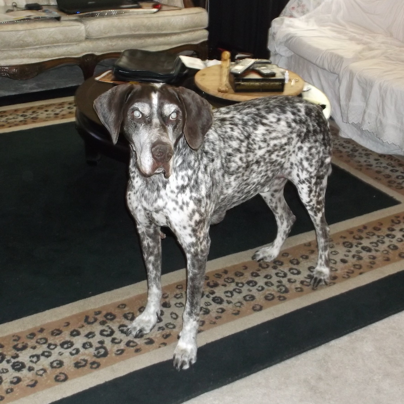 Dean's in memoriam photo - a senior liver and white ticked male GSP, blind, not long before his death