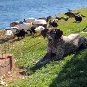 Dot Calm, a liver and white ticked female GSP stretched out in the grass near some ducks and birds at water's edge