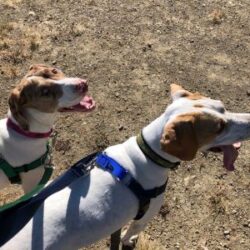 Tigi next to a similar looking dog, both on harnesses and leashes, out for a walk