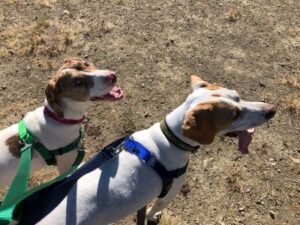 Tigi next to a similar looking dog, both on harnesses and leashes, out for a walk