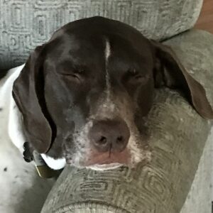 Alum Rally In Memoriam photo, head on armrest of sofa or chair, asleep