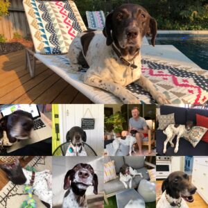 Collage of Bella for her In Memoriam