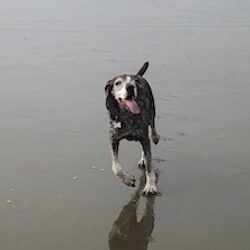 Giles on a wet beach