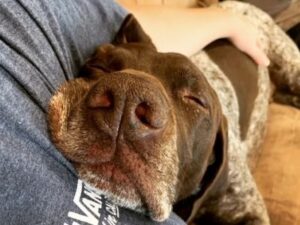 Copper2 with his face smooshed against human's chest