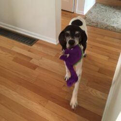 Lucille carrying her purple dinosaur toy