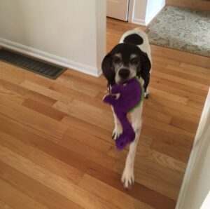 Lucille carrying her purple dinosaur toy
