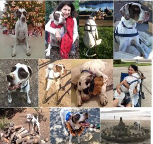 A collage celebrating the life of Quixote