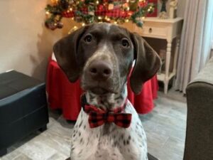Twix at holiday time in front of a Christmas tree