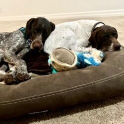 Draco snuggles on a large dog bed with a dog buddy