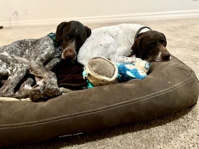 Draco snuggles on a large dog bed with a dog buddy