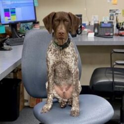 Rolo perched on an office chair