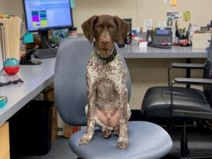 Rolo perched on an office chair