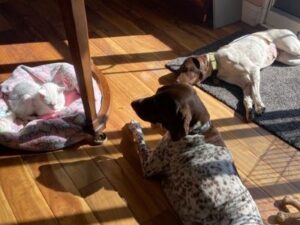 Angel lying down next to a cat and a dog