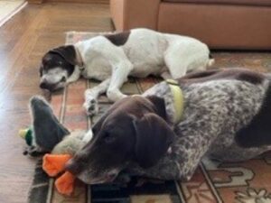 Paisley with her new fur brother Bogie