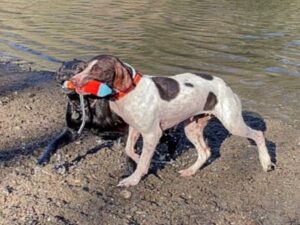 Lucy Lou with her new dog brother Max
