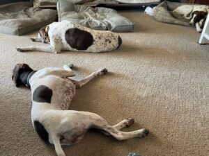 Kimber with new four legged siblings