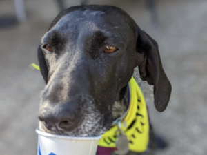 Birdie and a puppachino SS