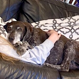 Missy, roan and live patched senior girl, getting some loving from her person, on the couch