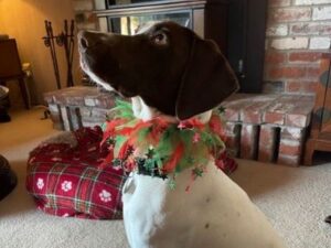 Sweet Sofie in her new forever home