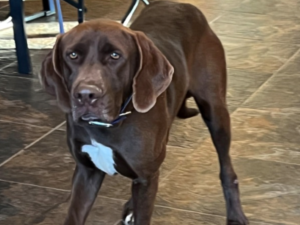 Brick at his new forever home.