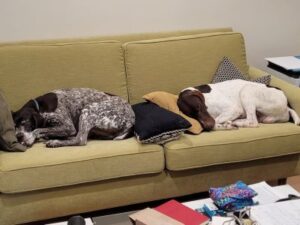 Success story - Jake3 and his new fur brother.