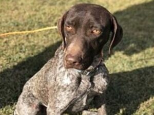 Gunny, a handsome liver and white ticked male with a green lawn background, posing for his success story photo