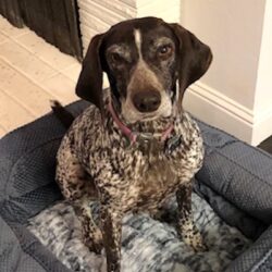 Gretel in memoriam - senior dog sitting on a comfy dog bed
