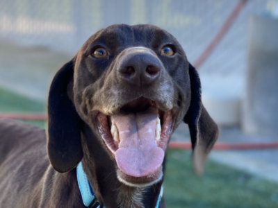 Coupe the brown gsp smiling while standing