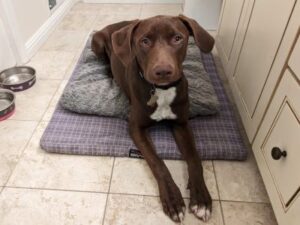 Cute Ralphie in his new forever home.