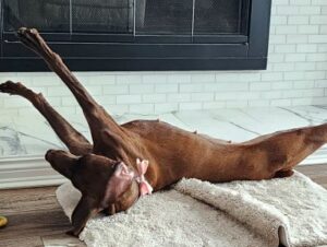 Darla stretching out.