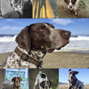 A collage of images of River for his in memoriam