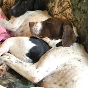 Jimmy curled up on the haunches of his new dog sibling