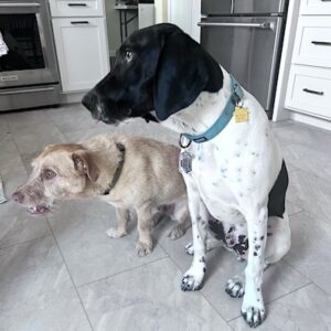Stewie in a nice sit, looking intently at something out of view, sitting next to his new dog sibling.