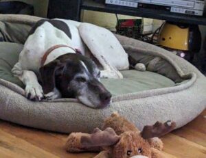 Lucky2 relaxing at his new forever home.