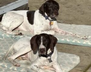 Angel2 with her new fur sister.