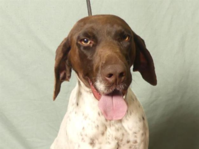 1 year old white and liver female pointer sitting posing with her tongue hanging out