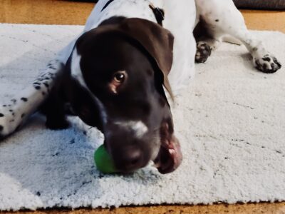 Up close of Ozark lying on a white rug chewing on a green toy