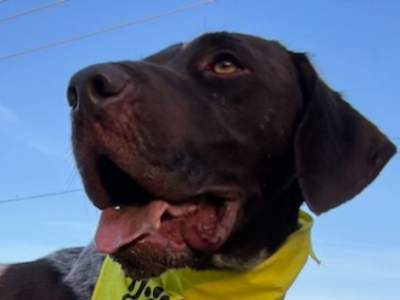 Emmett standing with a blue sky in the background wearing his adopt me bandana with his tongue out looking over his shoulder