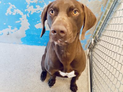 Brown shelter GSP sitting in the shelter looking up at the camera
