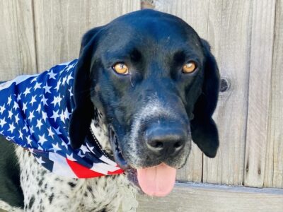 Aero, a black and white GSP, standing in front of a wood fence wearing an American flag bandana looking at the camera with his tongue out