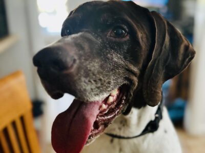 Gideon up close with his tongue out looking happy