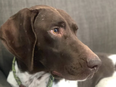 Kev, a liver and white ticked and patched male GSP, curled up on a brown chair