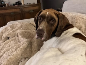 Owen relaxing.