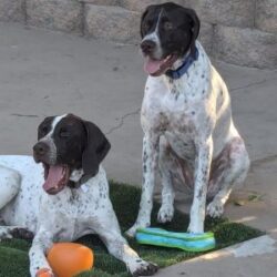 Ozark with his fur buddy Fargo.