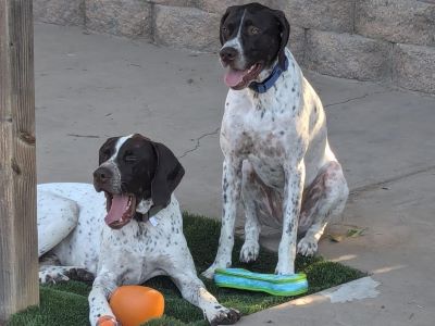 Ozark with his fur buddy Fargo.